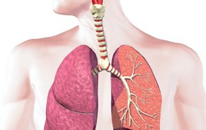 سیستم تنفسی | علم زنده سیستم تنفسی | علم زنده